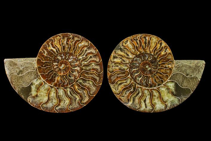 Agate Replaced Ammonite Fossil - Madagascar #158318